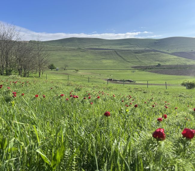 Înflorirea bujorilor de stepă de la Zau de Câmpie, celebrată prin ediţia a III-a a Festivalului Bujorului la Castel