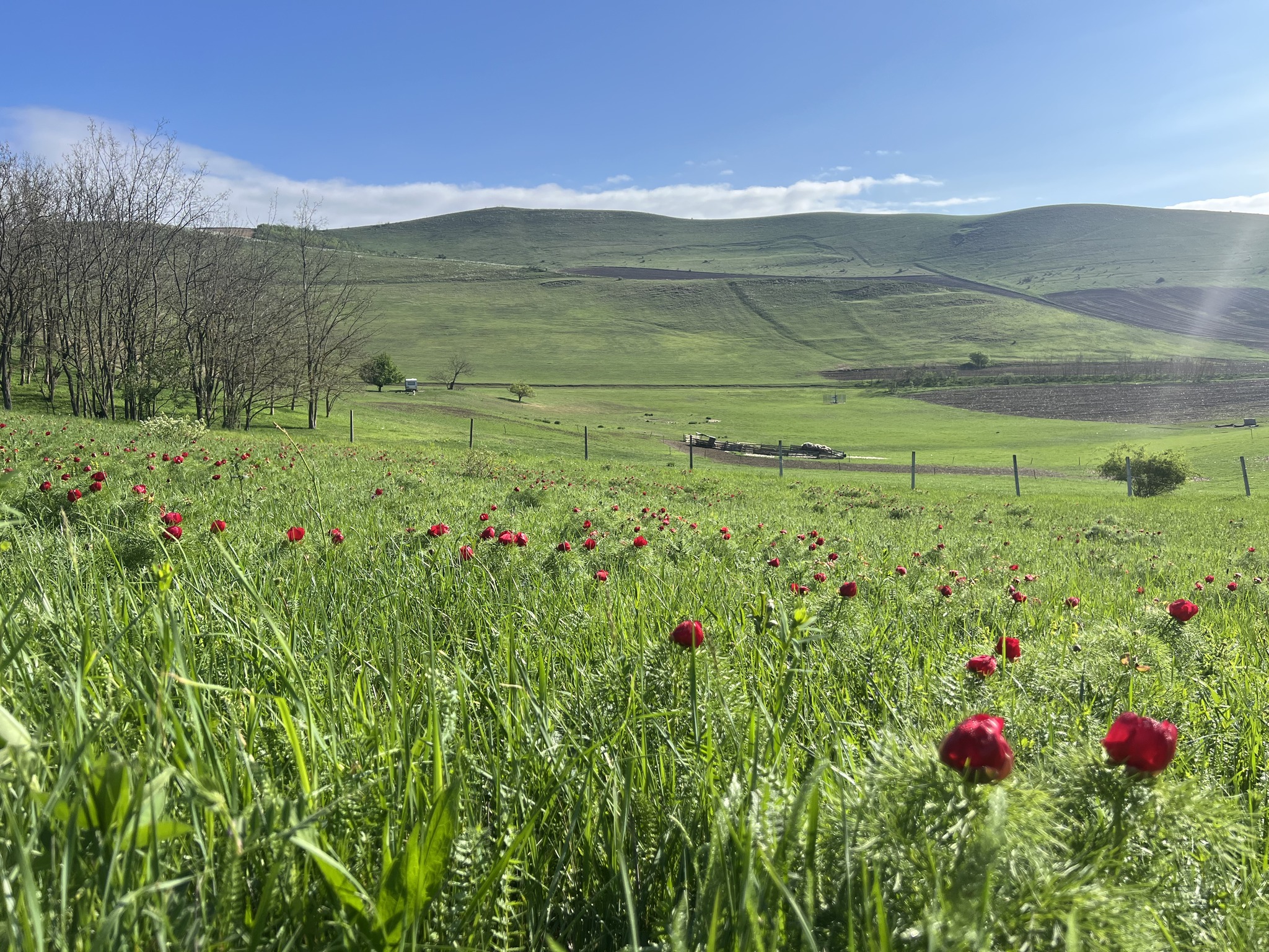 Înflorirea bujorilor de stepă de la Zau de Câmpie, celebrată prin ediţia a III-a a Festivalului Bujorului la Castel