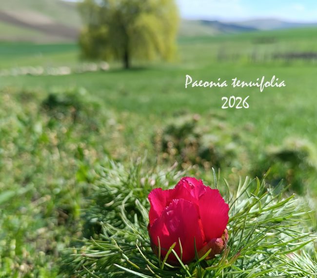 Festivalul Bujorului la Castel revine la Zau de Câmpie