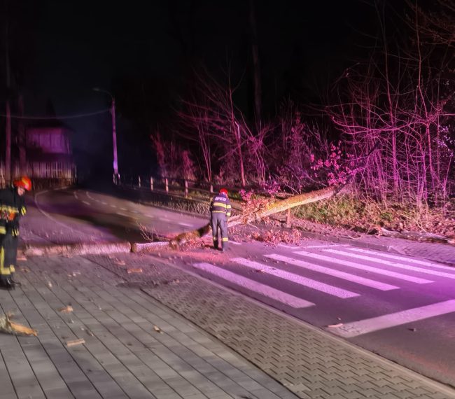 Copac căzut pe carosabil la Sovata, circulația blocată temporar