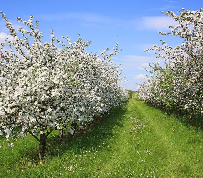 Producții agricole mai bune în Mureș în 2026: sub 10% din livezi afectate de îngheț. APIA plătește despăgubiri de 2.000 euro/ha