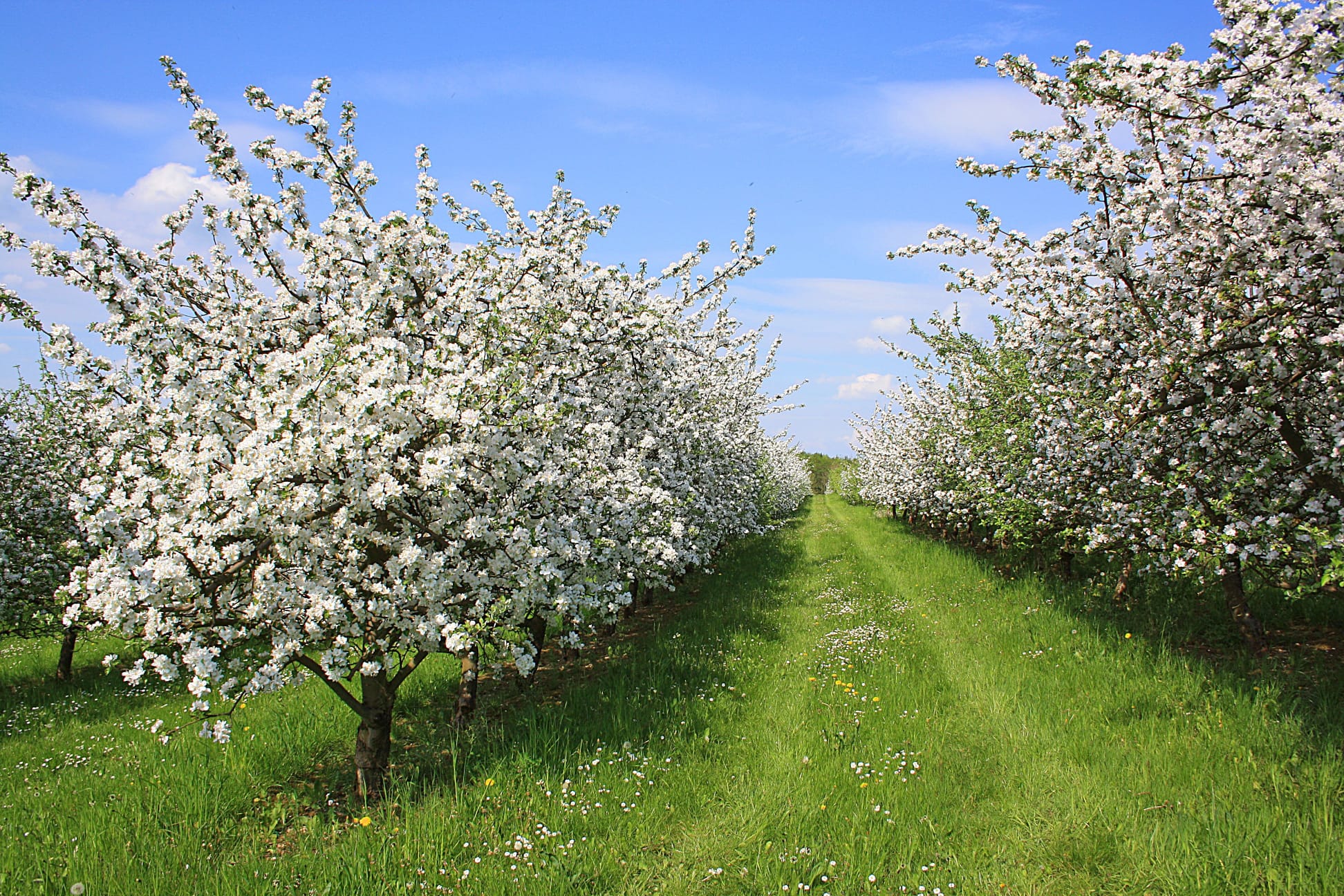 Producții agricole mai bune în Mureș în 2026: sub 10% din livezi afectate de îngheț. APIA plătește despăgubiri de 2.000 euro/ha
