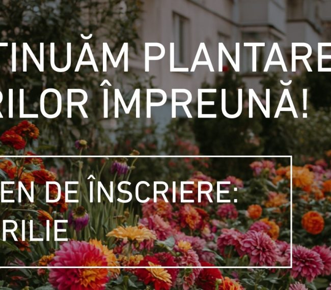 Flori pentru cartierele de blocuri din Miercurea Ciuc